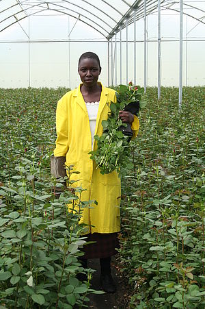 Blumenarbeiter auf der Plantage