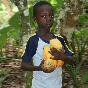 Ein Kinderarbeiter trägt mehrere Kakofrüchte in einem Wald in Ghana