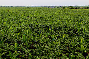 Bananenplantage in Ecuador